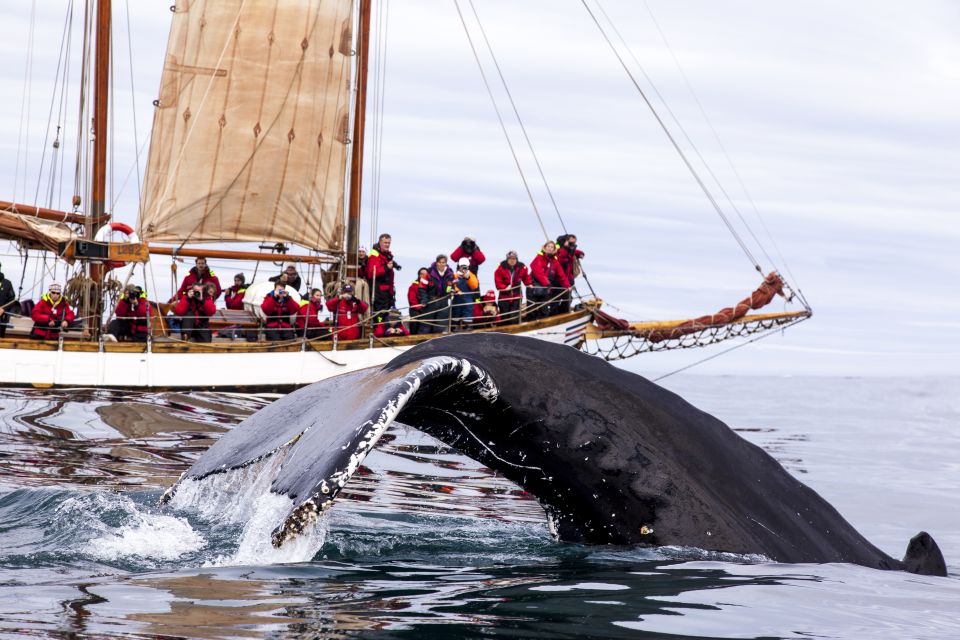 whale watching husavik