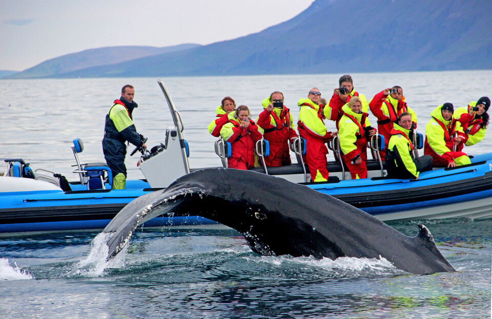 husavik whale tour