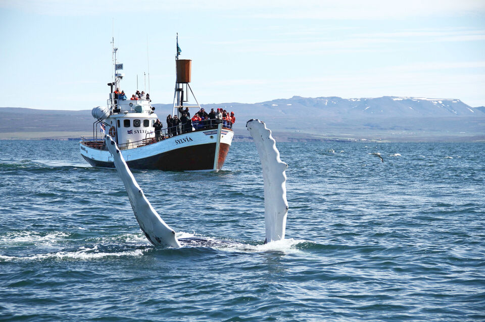 whales of husavik